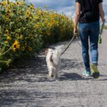 Dog Walking (up to 2 pets)     